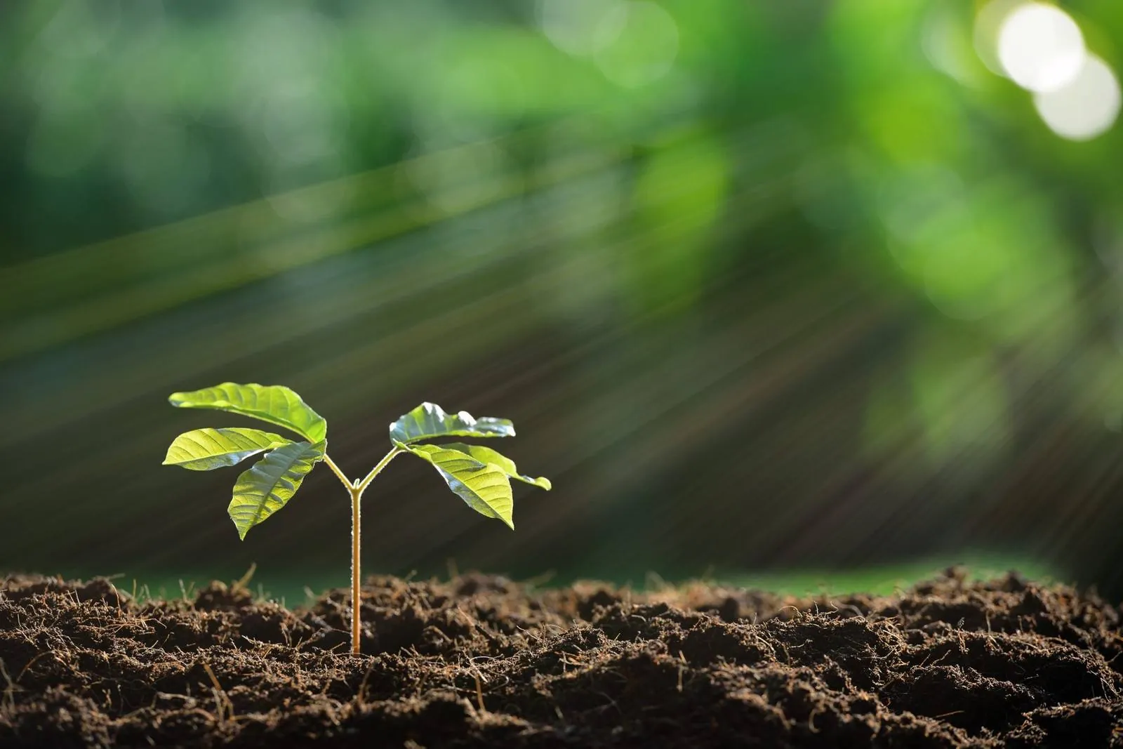 Jeune pousse symbolisant la valorisation des biodéchets — Les Gloutons